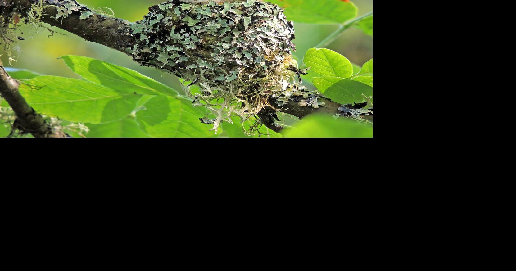 Hyslop: Do not buy a hummingbird house LARRY HYSLOP Elko Daily Correspondent May 29, 2026 1 min ago