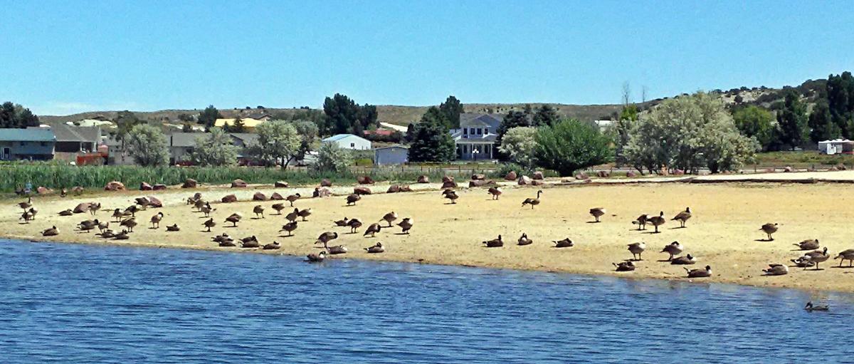 Spring Creek looks to reduce number of geese