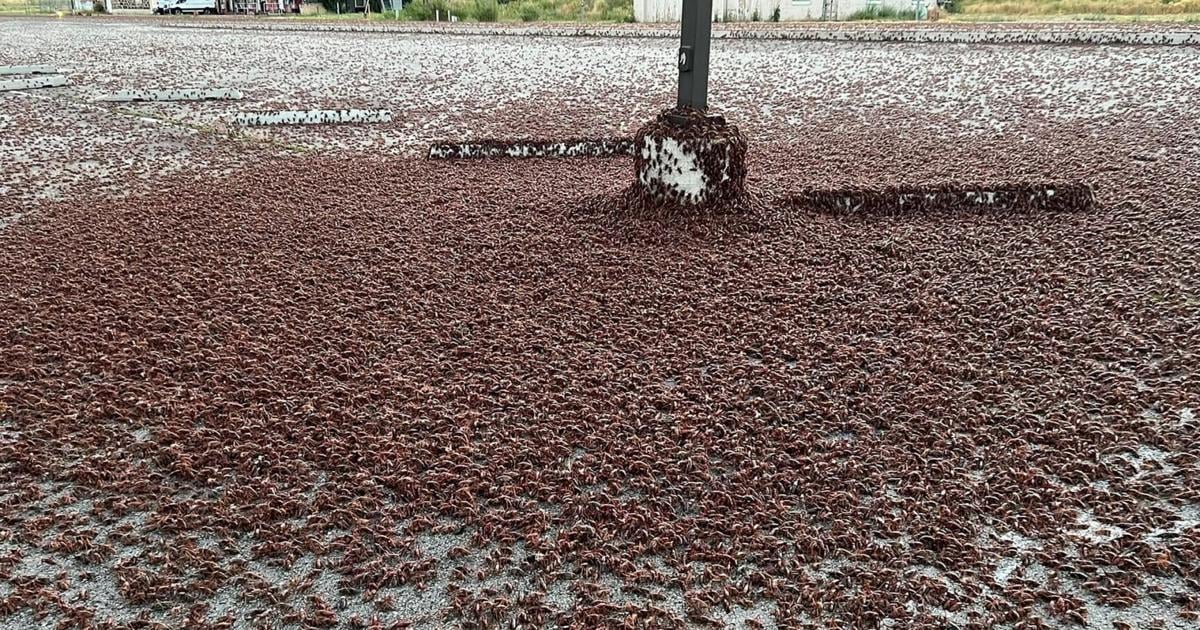 Mormon crickets invade Owyhee