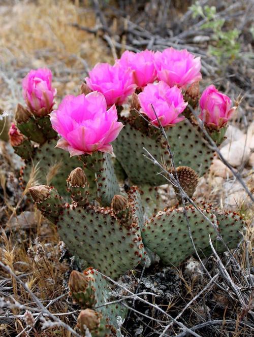 Learn about desert plants Lifestyles Learn about desert plants Lifestyles
