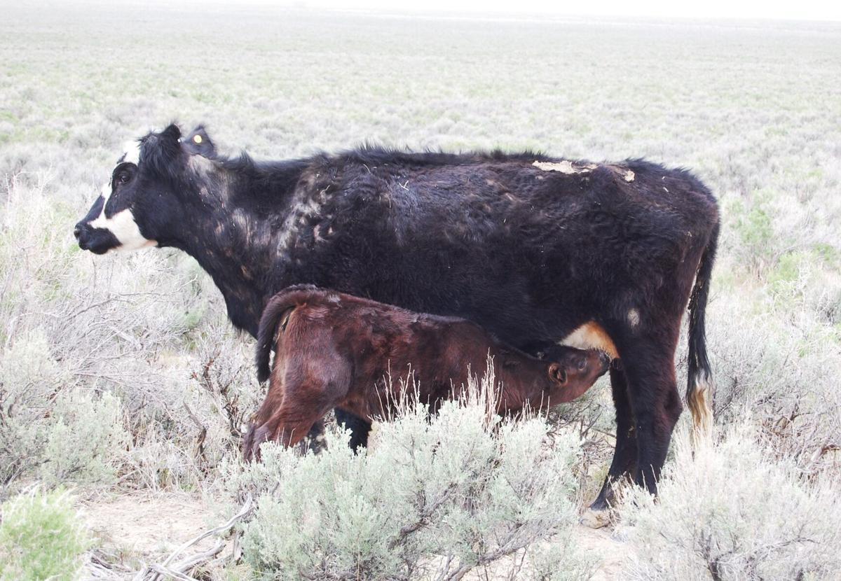 Nature Notes Grazing permits explained