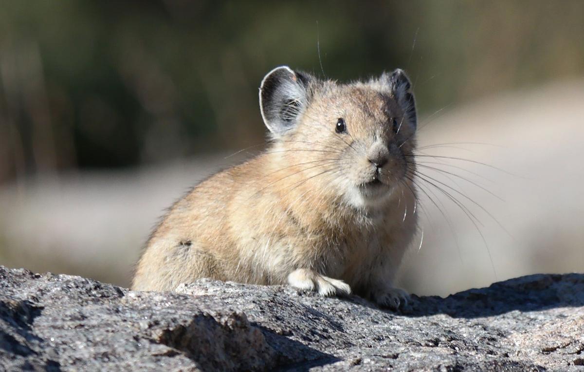 Nature Notes: Pikas are charismatic mountain dwellers