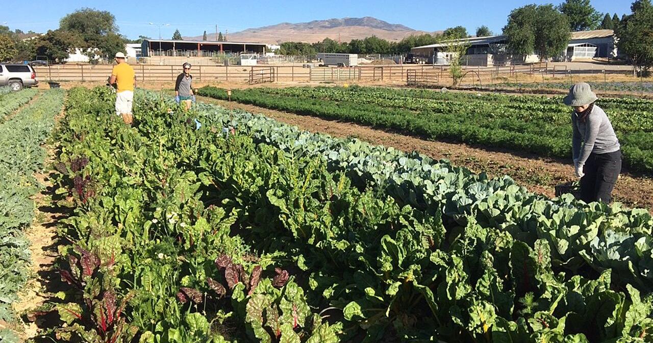 Desert Farming Initiative accepting applications for farm apprenticeship program - Vimarsana News