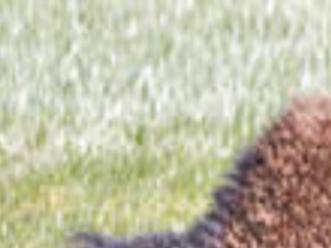 Nature Notes Brucellosis And The Yellowstone Bison Lifestyles Elkodaily Com