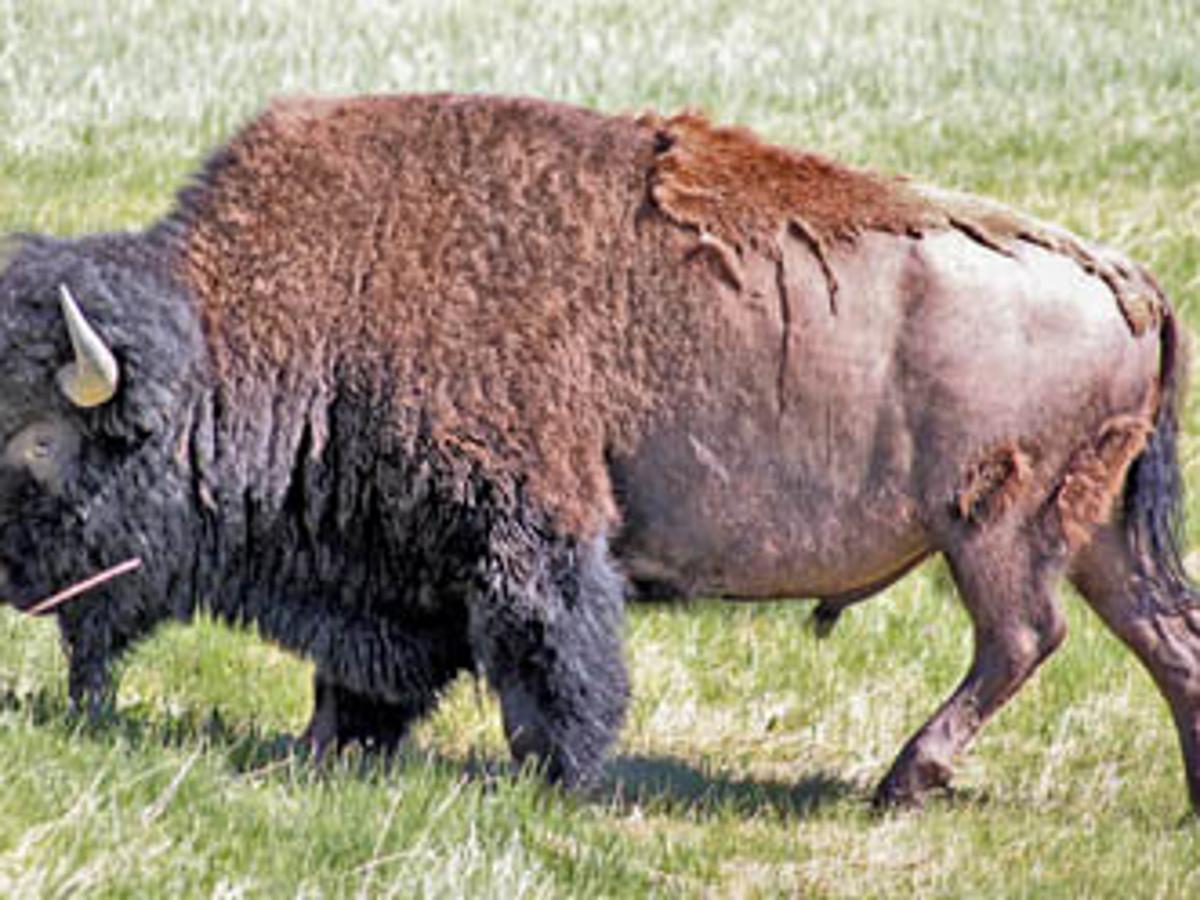 Nature Notes Brucellosis And The Yellowstone Bison Lifestyles Elkodaily Com Nature Notes Brucellosis And The Yellowstone Bison Lifestyles Elkodaily Com