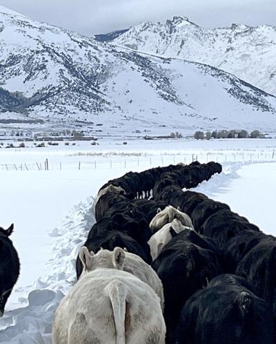 Cattle in Lamoille