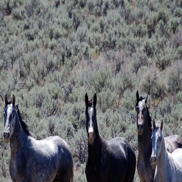Nature Notes Wild Horse History In Nevada Part 1 Lifestyles Elkodaily Com