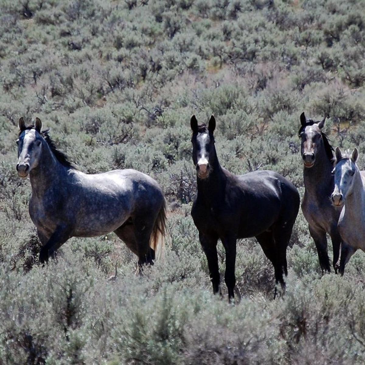 Nature Notes Wild Horse History In Nevada Part 1 Lifestyles Elkodaily Com
