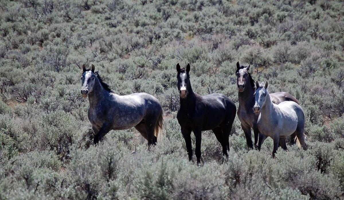 Wild horses on Elko County rangeland