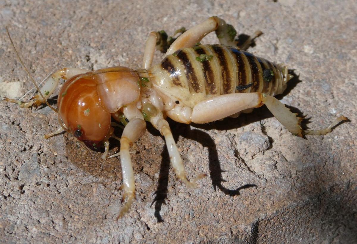 Nature Notes Startled by a cricket