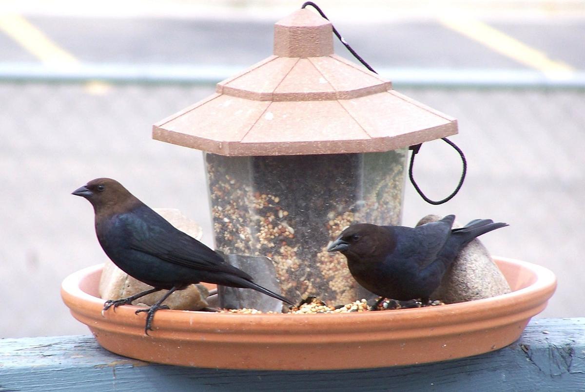Nature Notes Birds that use foster parents