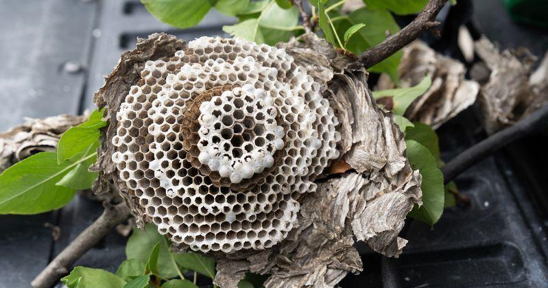 Why 'ornery' wasps are swarming Wisconsin right now and when they'll stop Caden Perry Milwaukee Journal Sentinel Sep 10, 2026 Sep 10, 2026 Updated 1 min ago