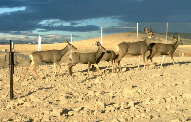 Wildlife overpass