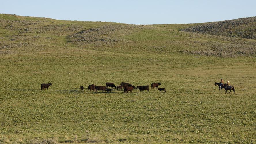Elko Land & Livestock Co. marks 40th year