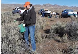 Nature Notes: Collecting sagebrush seed 