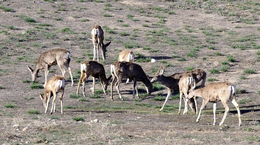 Editorial: County's mule deer choice was blunder, no balance