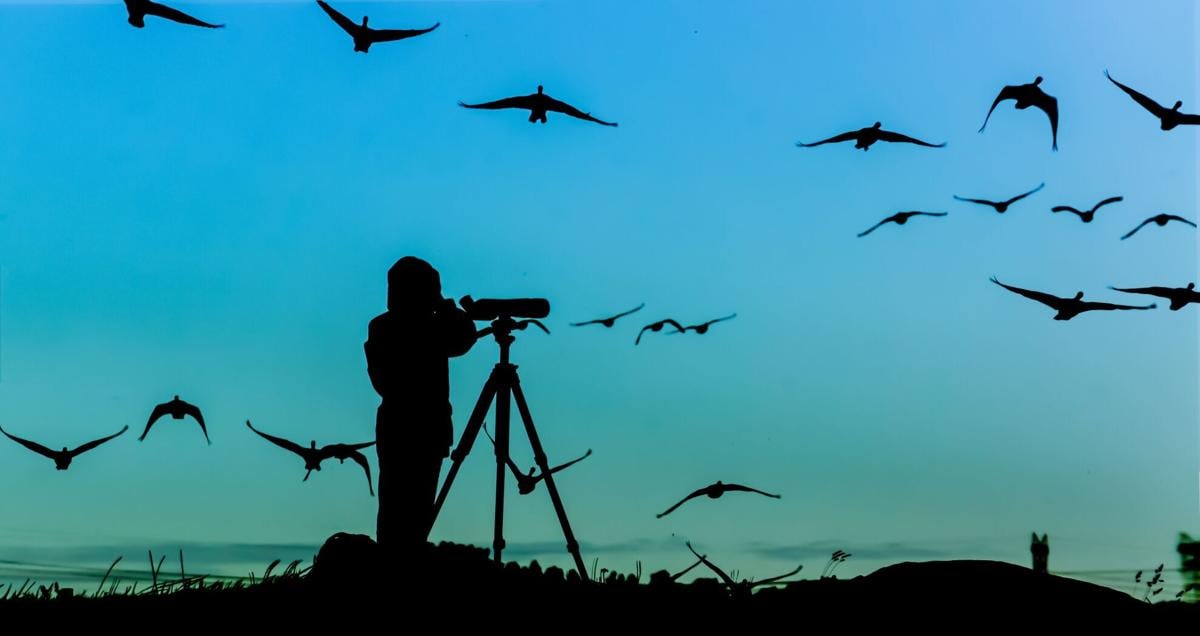 Top Birdwatching Hotspots in Elko County