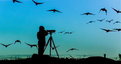 Top Birdwatching Hotspots in Elko County