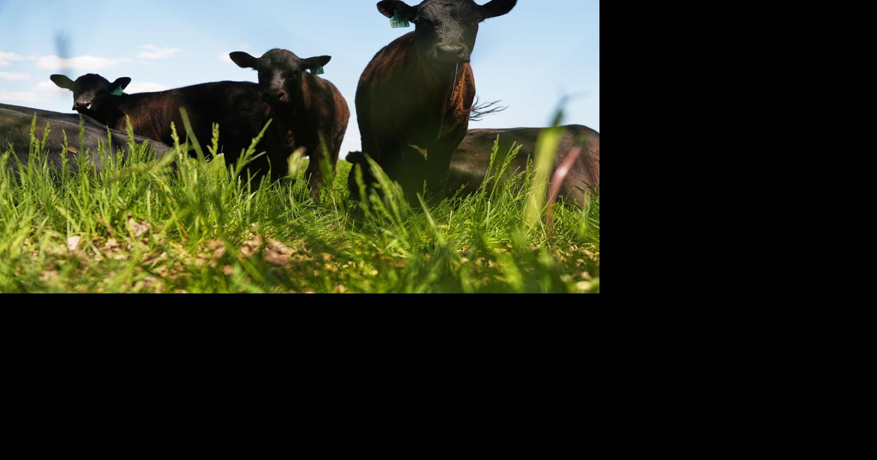 More calves are heading to feedlots as pasture supplies shrink