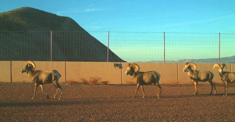 Why High-Speed Rail To Vegas Means Bighorn Sheep And Other Wildlife Will  Get New Crossings