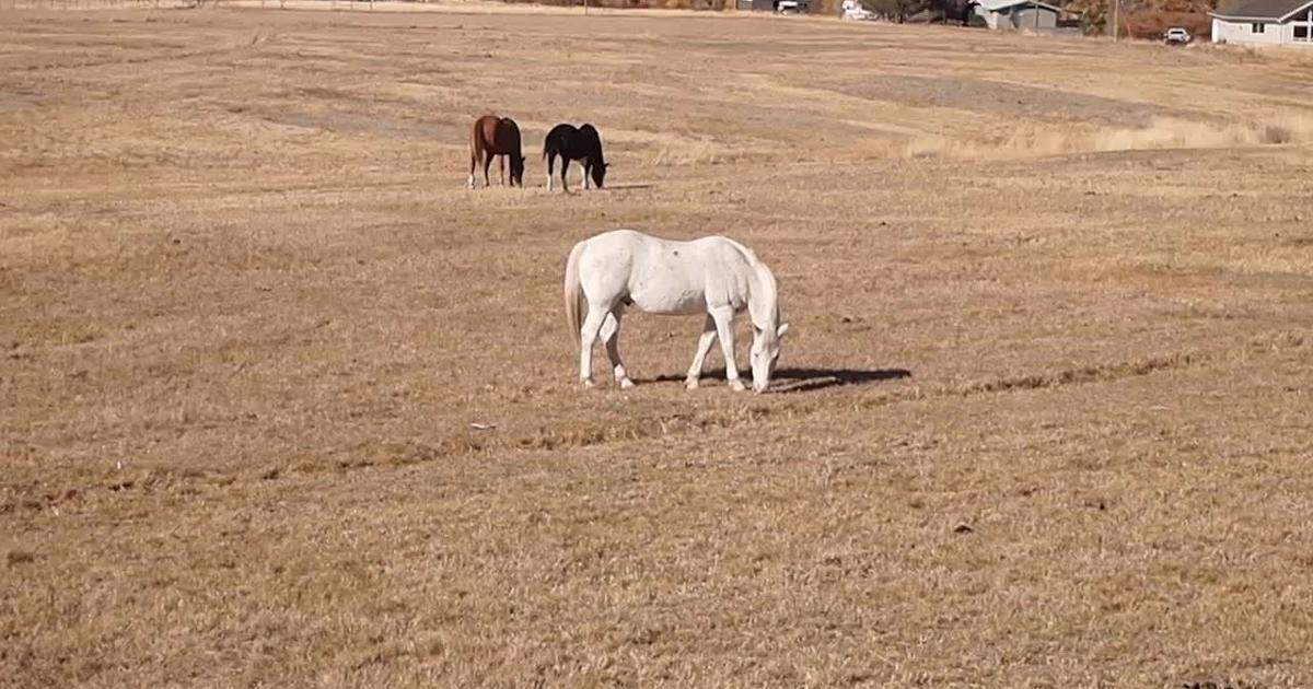 Pumpkin Festival in Lamoille Grove on Oct. 14, 2025