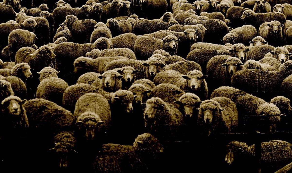 Sheep Ranch