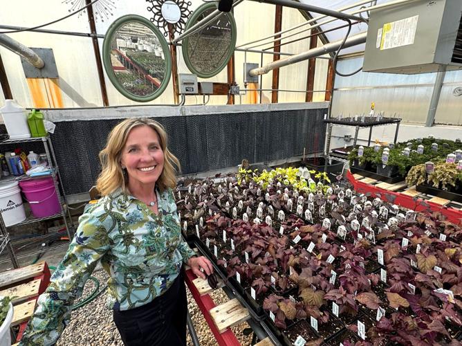2 Wild Poppies - Molly Popp in greenhouse
