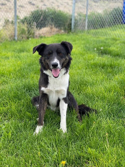 Pet of the Week