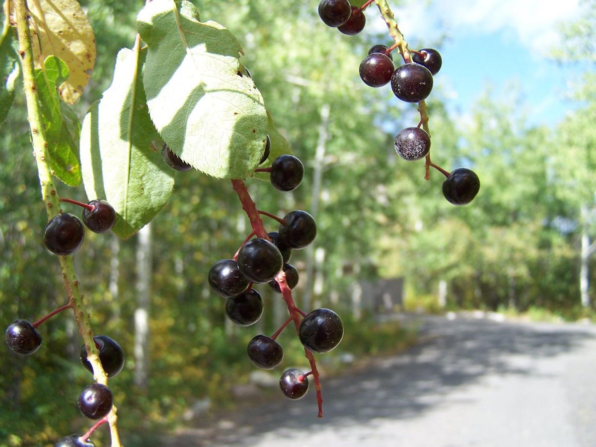 Chokecherries