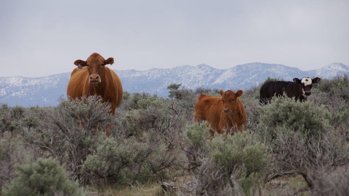 Elko Land & Livestock Co. marks 40th year Mining