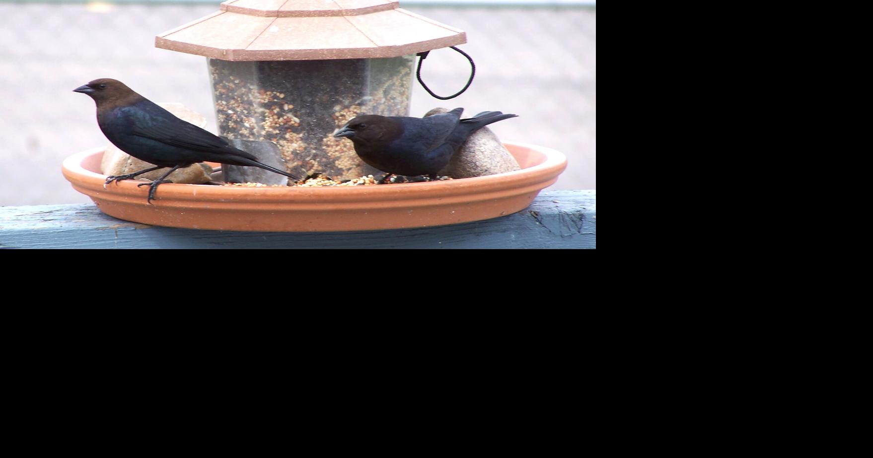 Nature Notes Hyslop: Birds that cheat at nesting LARRY HYSLOP Elko Daily Correspondent Jul 18, 2026 1 min ago