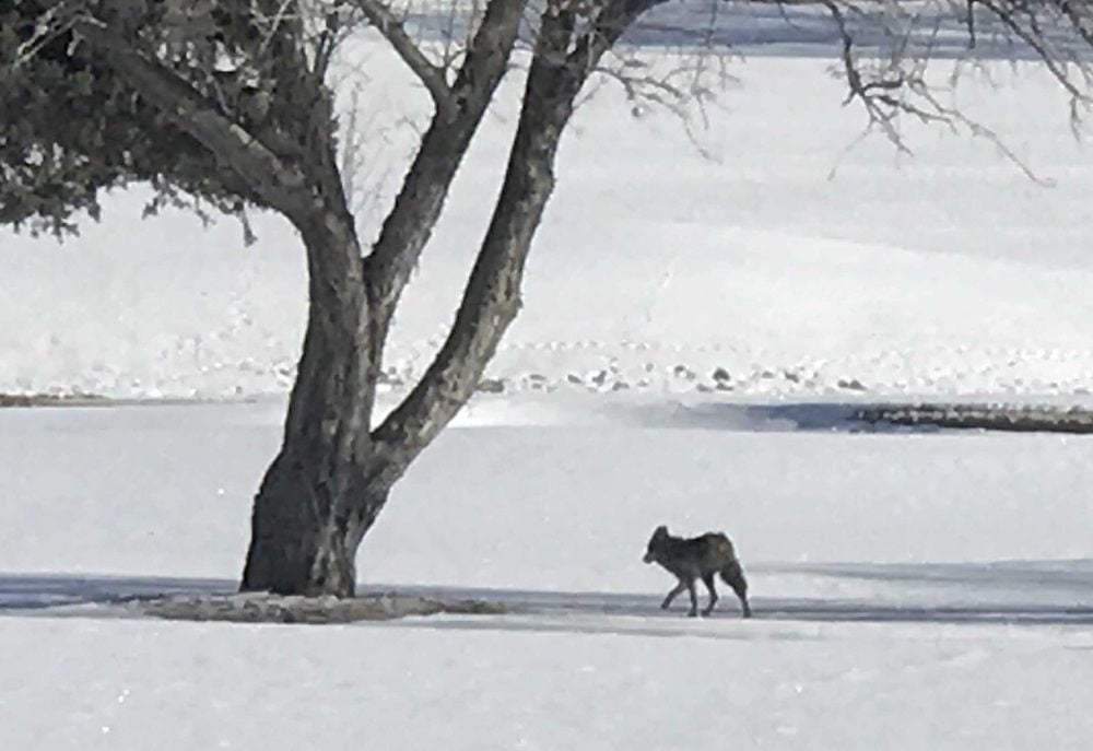 Coyote spotted at golf course Coyote spotted at golf course