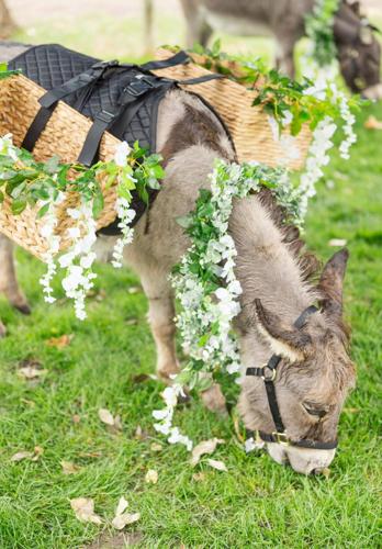 Wedding burro