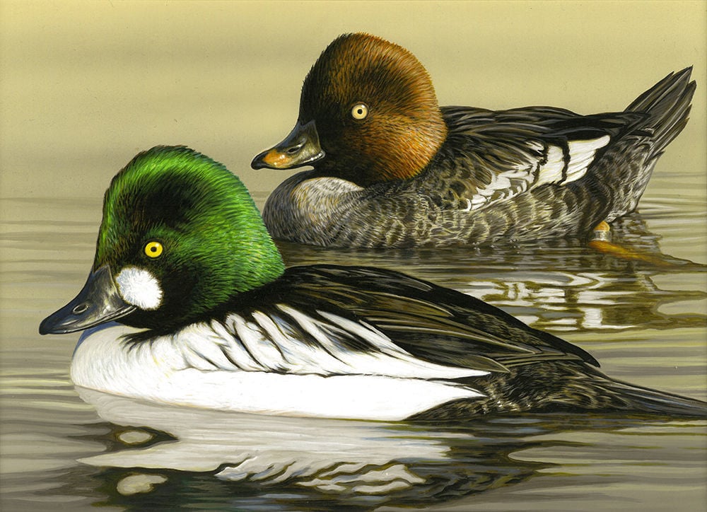 Delaware artist wins Nevada Duck Stamp contest