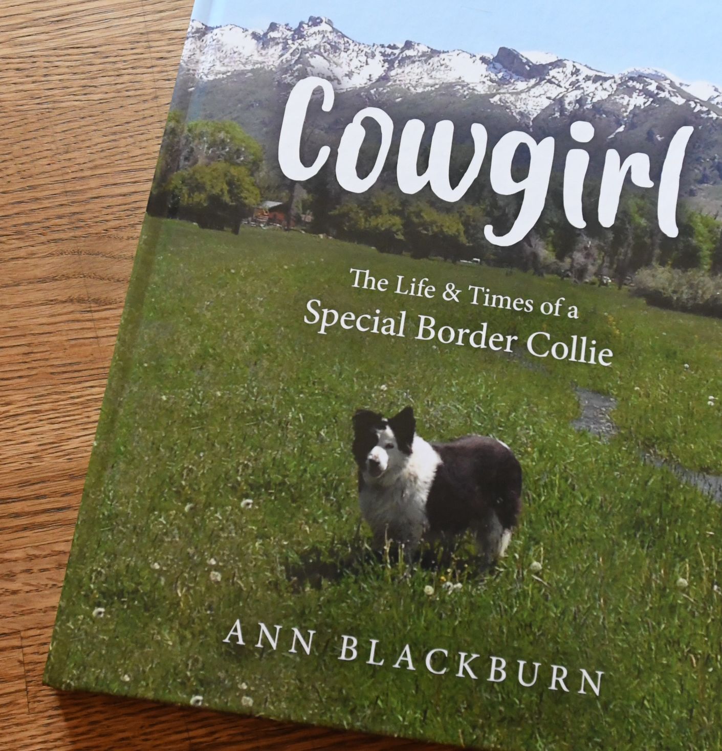 dog lovers blackburn