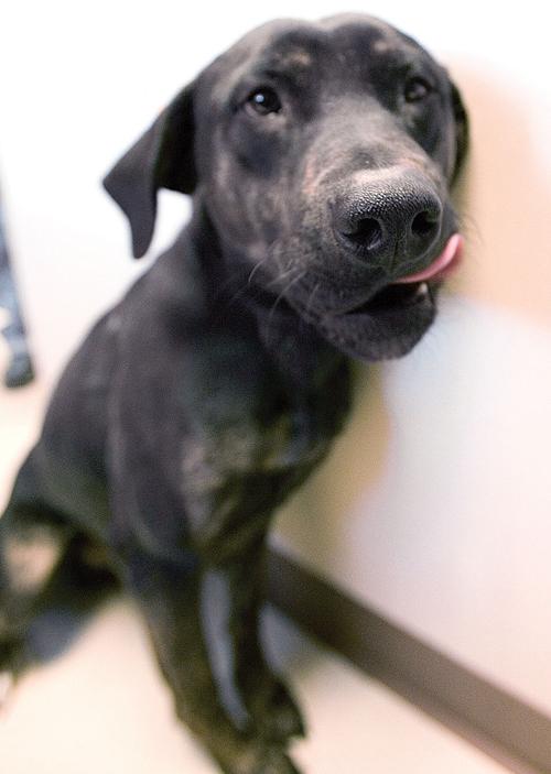 Elko Animal Shelter Local