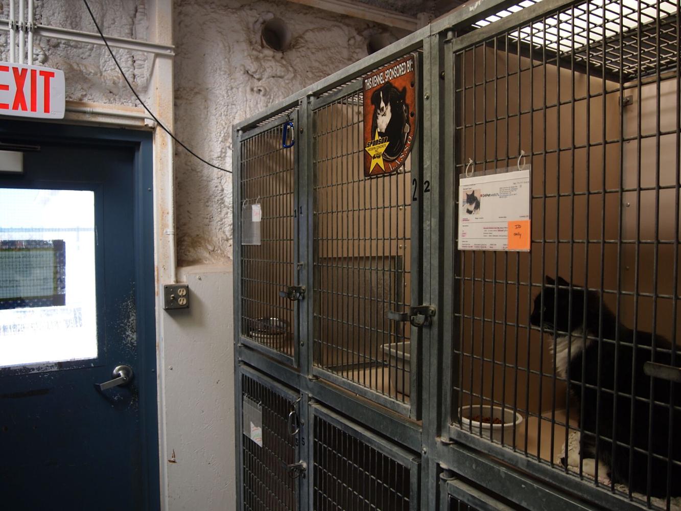 Elko Animal Shelter creates loving space for dogs and cats