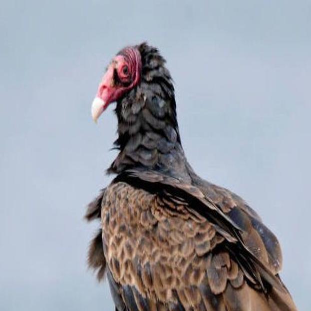 Nature Notes The Admirable Turkey Vulture Lifestyles Elkodaily Com