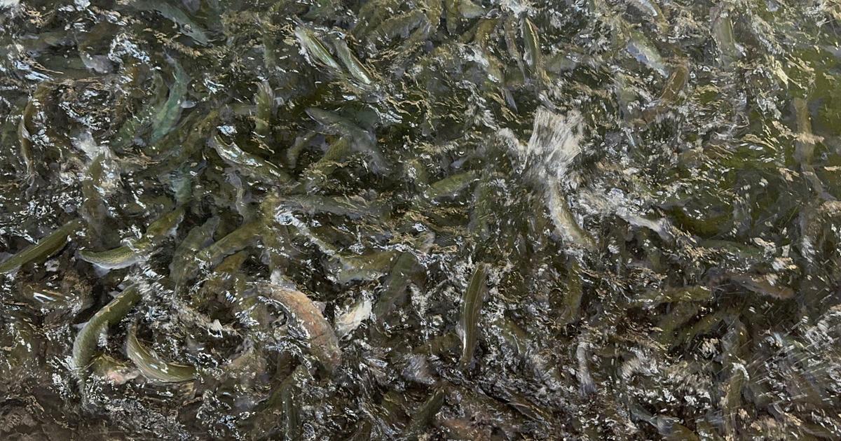 Inside the 250,000-fish Gallagher State Fish Hatchery at Ruby Lake