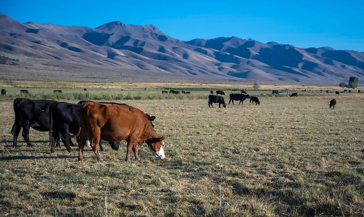 Nevada rangeland