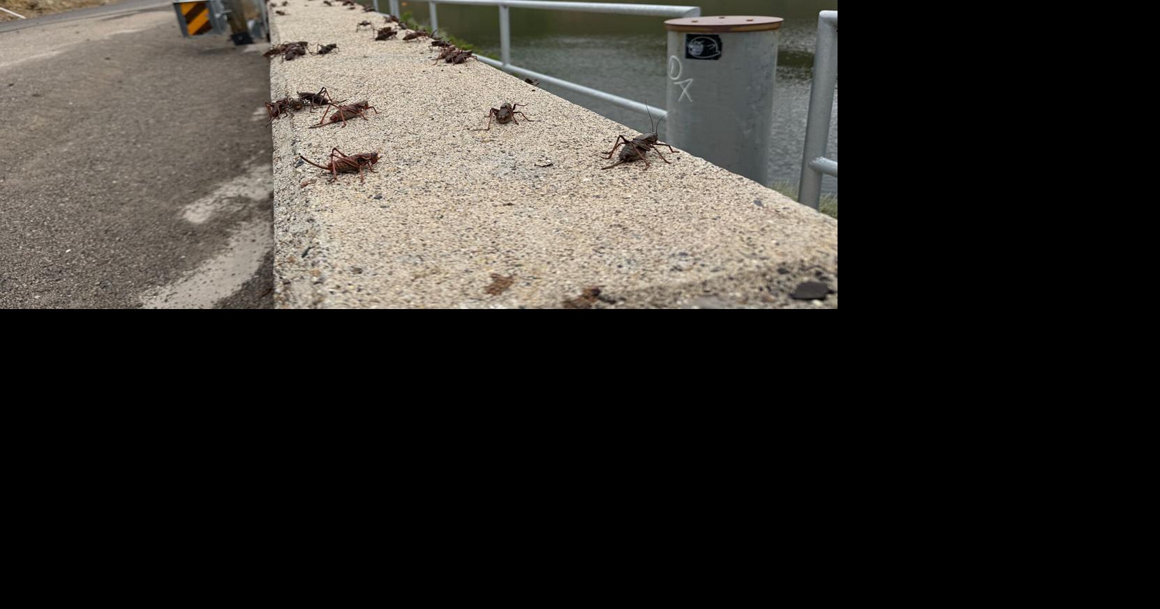 Why haven’t Mormon crickets been crawling around Elko this year?