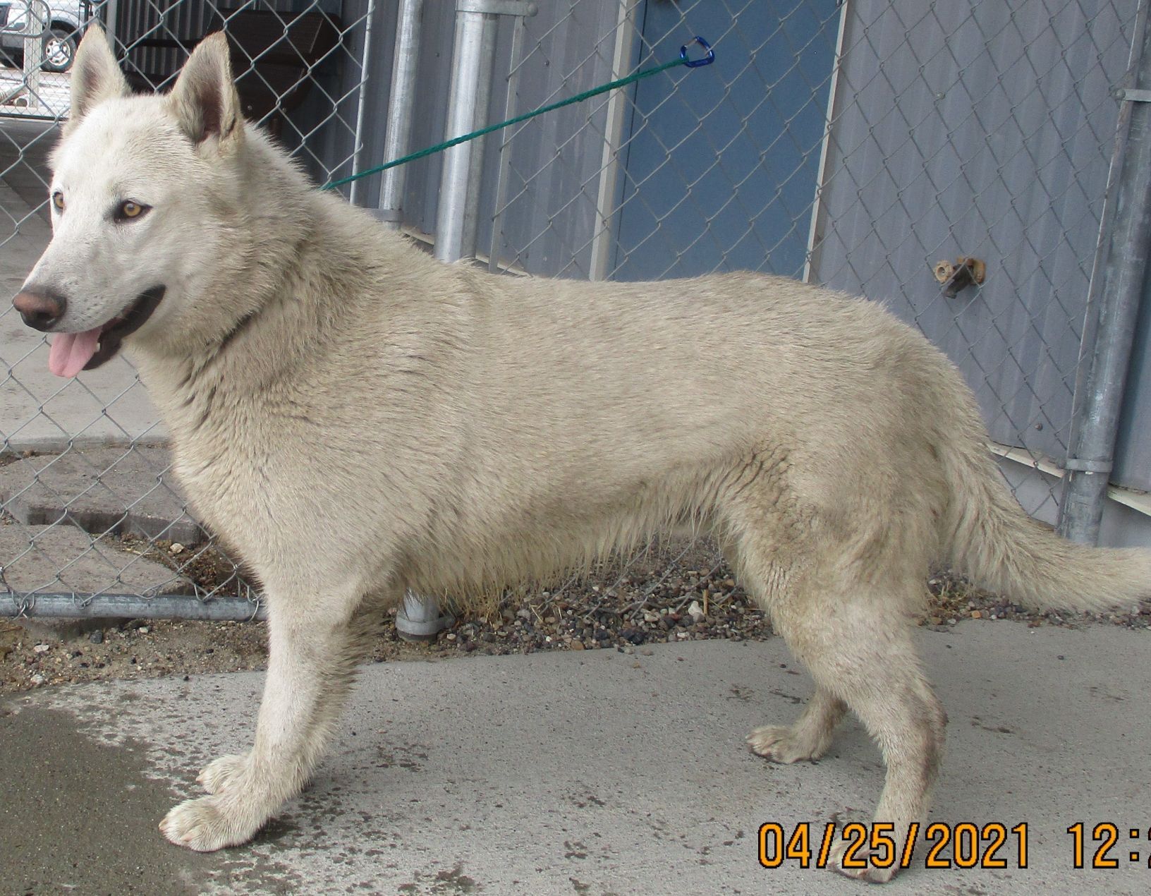 White german best sale husky mix