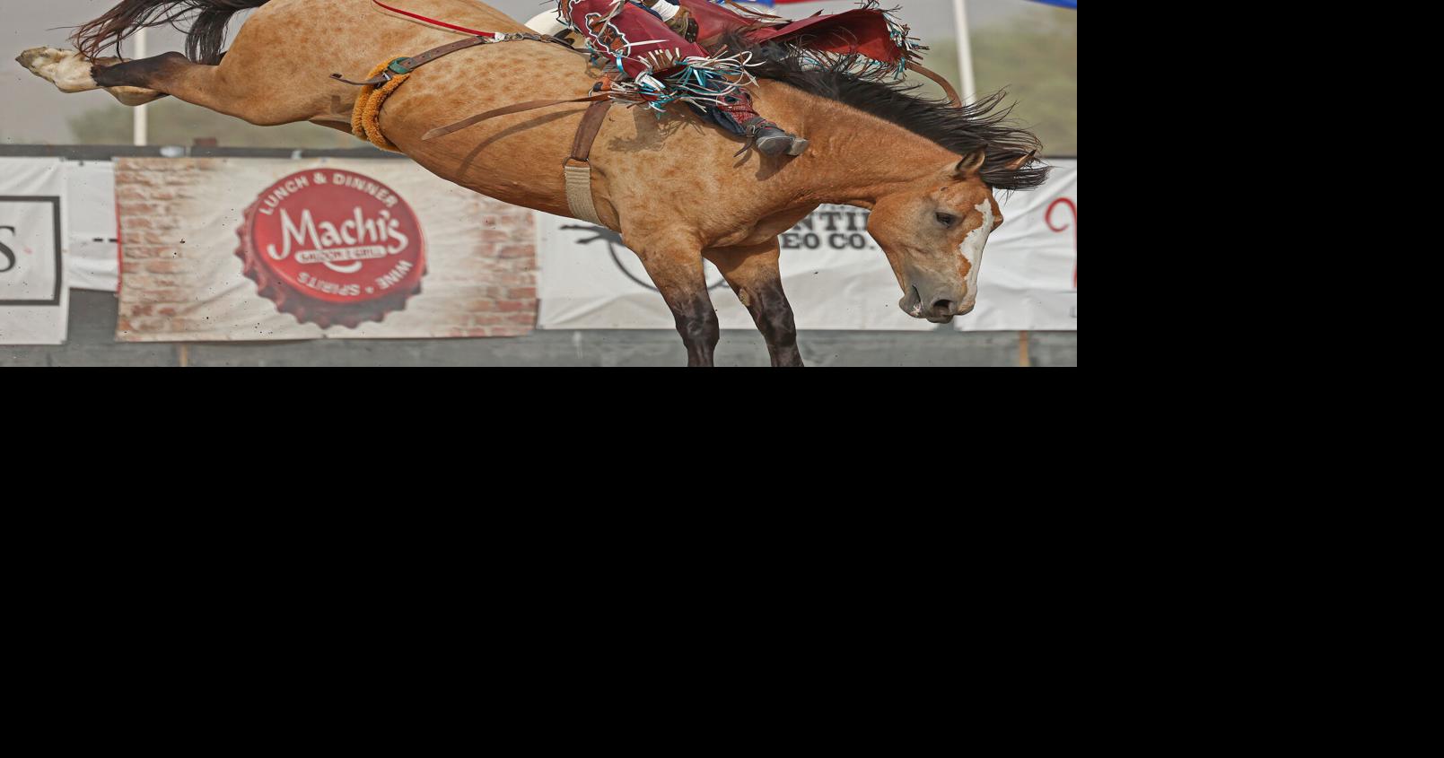 Frontier Rodeo Company provides Stampede with world-class stock