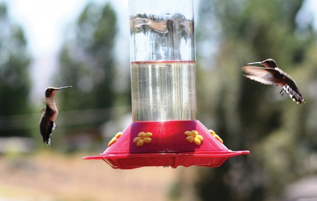 Hummingbird Battles Around The Feeder Lifestyles Elkodaily Com