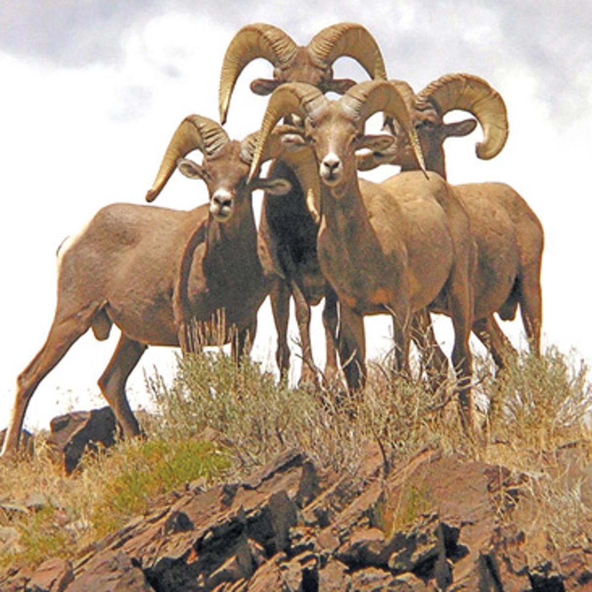 Out Back Nevada Desert Bighorn Sheep Symbol Of Rugged Life Lifestyles Elkodaily Com