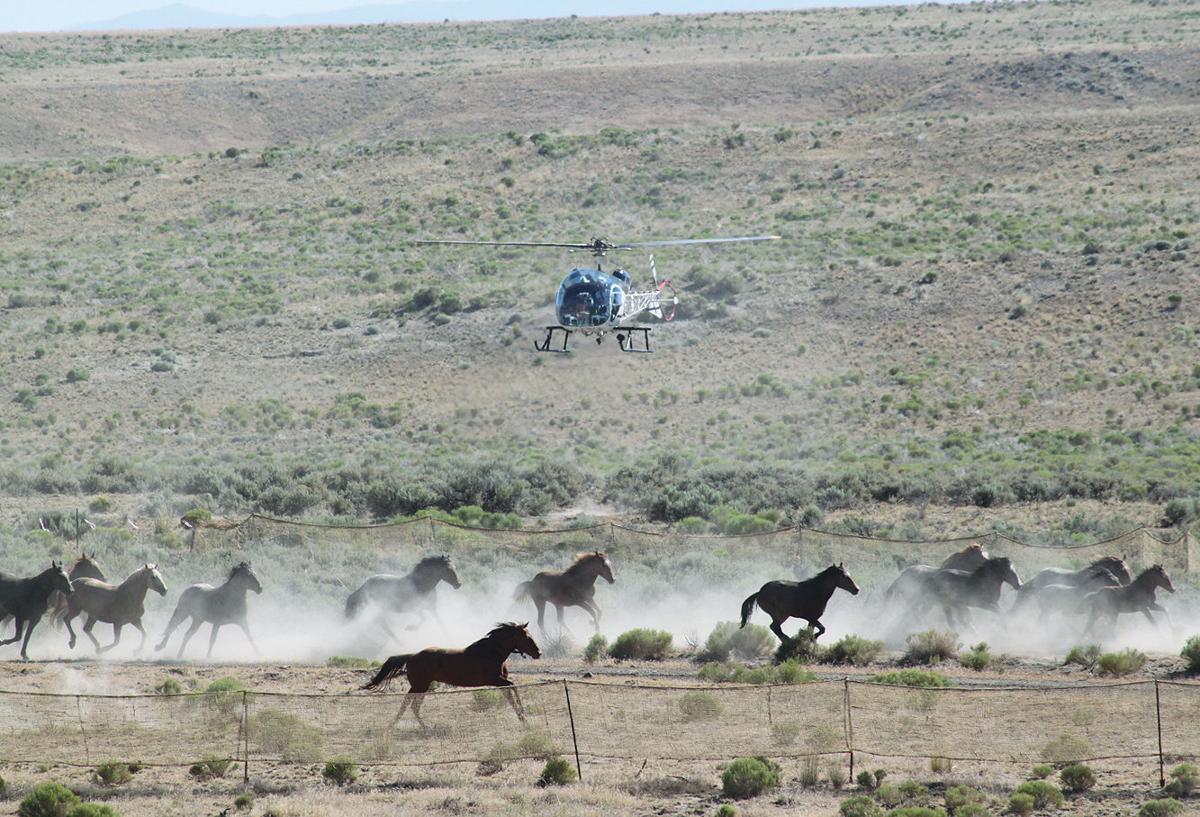 Local residents, horse advocates watch BLM wild horse roundup