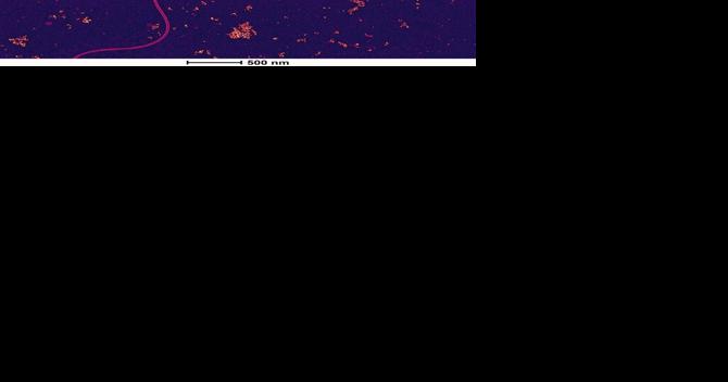 Bacteria separates rare earth elements so they can be useful - Vimarsana News