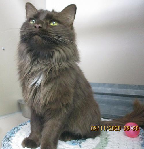Pet of the Week