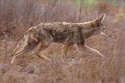coyote elkodaily bounty undated