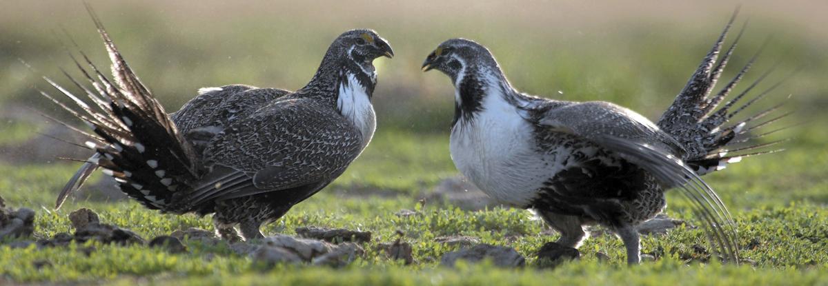 Sage Grouse